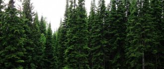 Большинство природных видов пихты – крупномерные деревья