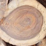 Ценные породы дерева