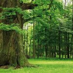 How long does an oak tree live?